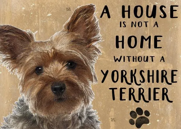 A House is not a Home without a Yorkshire Terrier